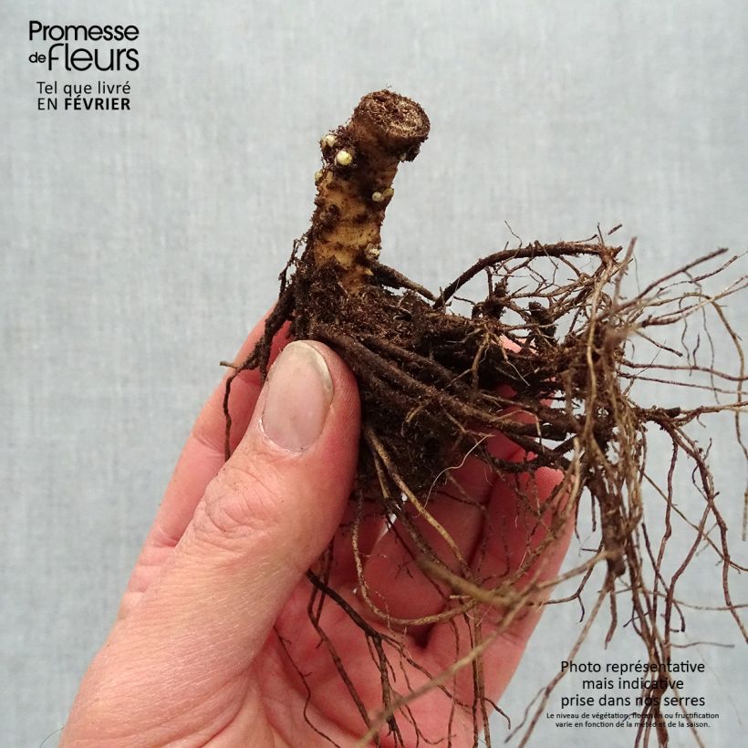 Phlox paniculata Sherbet Blend Bare root sample as delivered in winter