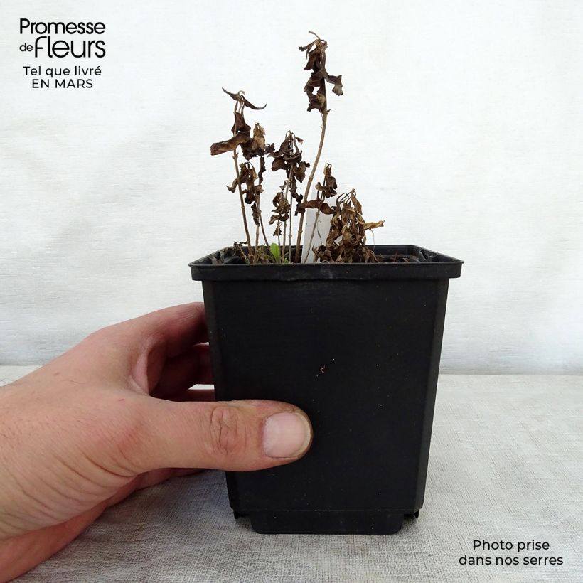 Phlox paniculata Sherbet Cocktail 10cm/11cm pot sample as delivered in spring