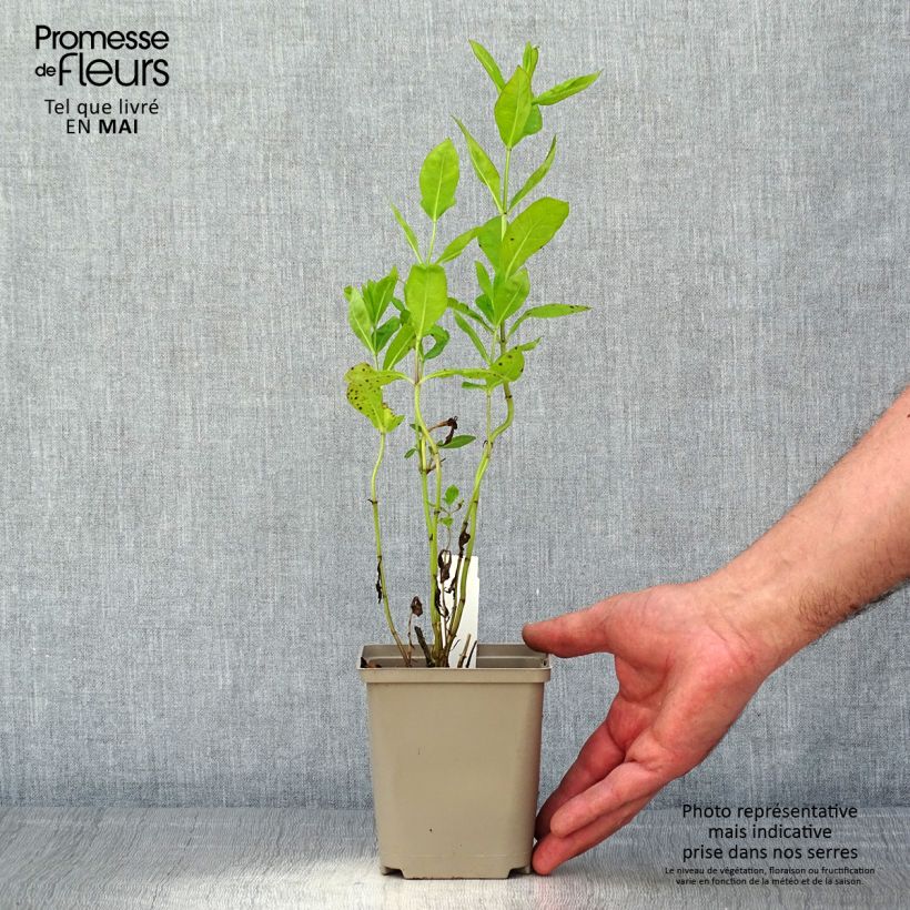 Phlox paniculata Tequila Sunrise 8/9 cm pot sample as delivered in spring