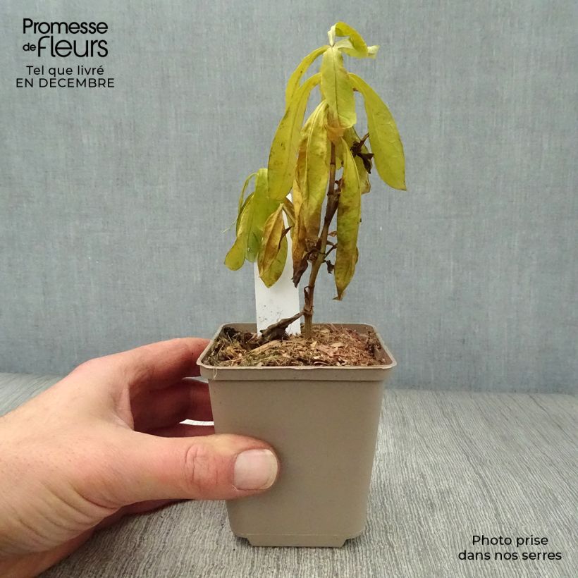 Phlox paniculata The King 8/9 cm pot sample as delivered in winter