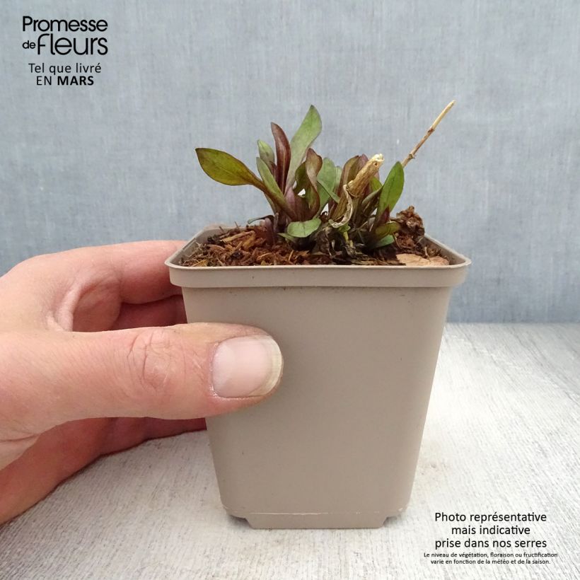 Phlox paniculata The King 8/9 cm pot sample as delivered in spring