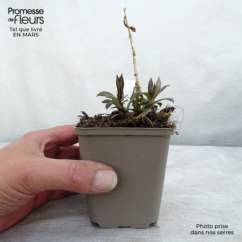 Phlox paniculata Uspech 8/9 cm pot sample as delivered in winter