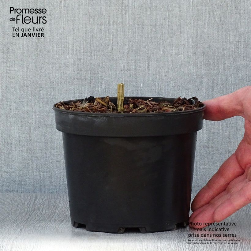 Phlox paniculata Uspech 2L/3L pot sample as delivered in winter