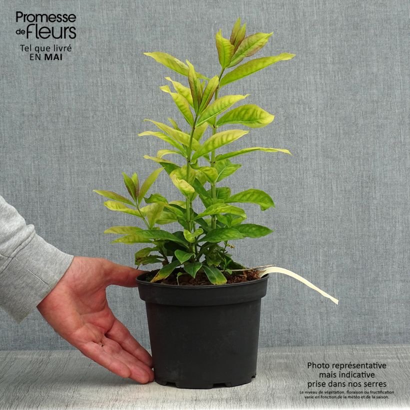 Phlox paniculata Uspech 2L/3L pot sample as delivered in spring