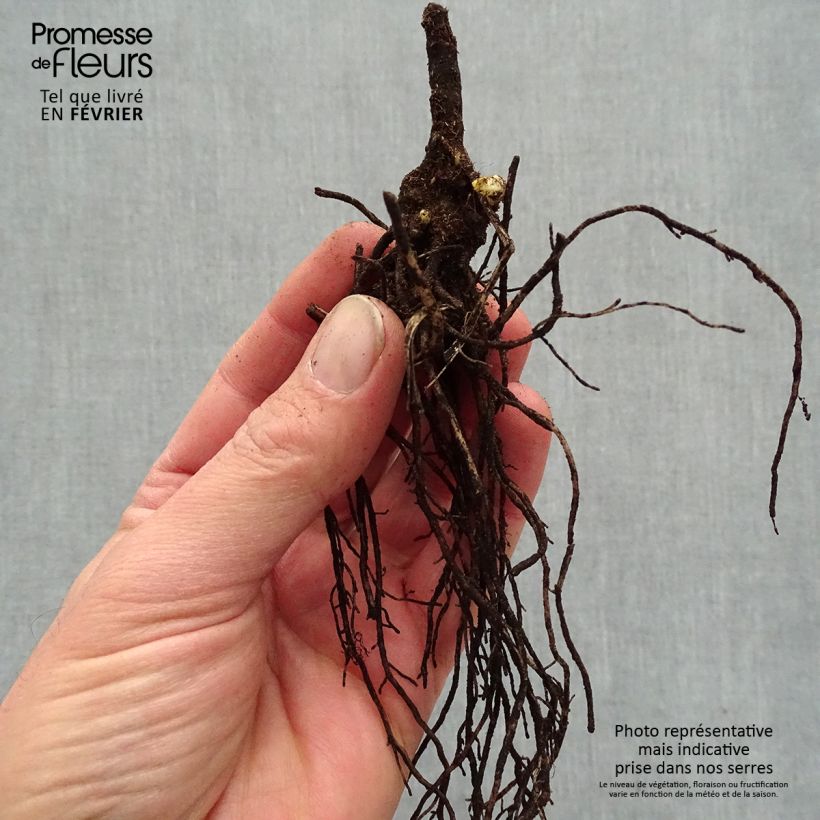 Phlox paniculata Younique Cerise Bare root sample as delivered in winter