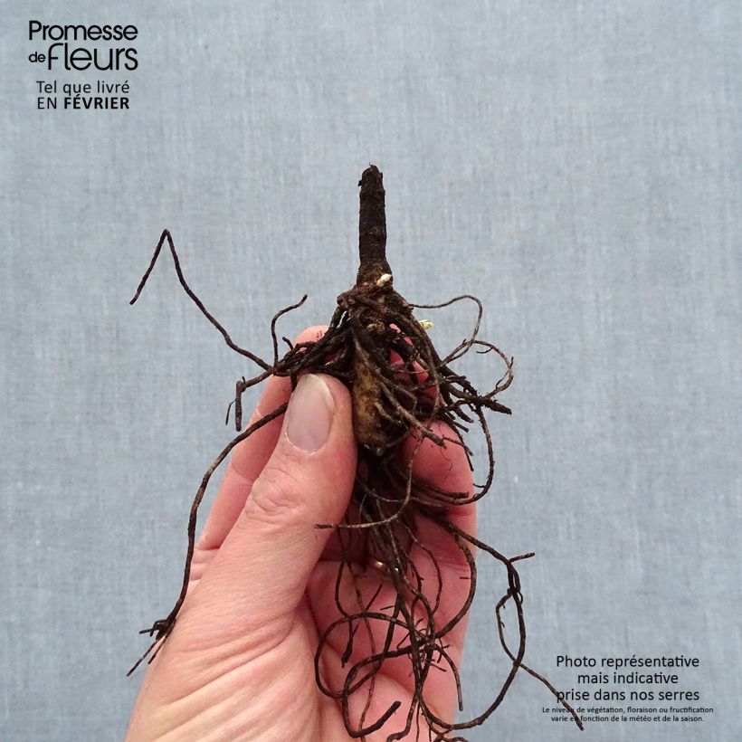 Phlox paniculata Younique Old Blue Bare root sample as delivered in winter