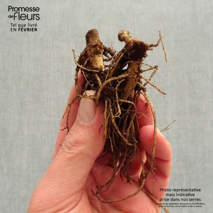 Phlox paniculata Younique Orange Bare root sample as delivered in winter