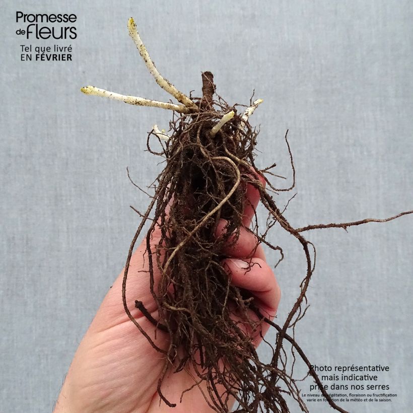 Phlox paniculata Younique Trendy Bare root sample as delivered in winter