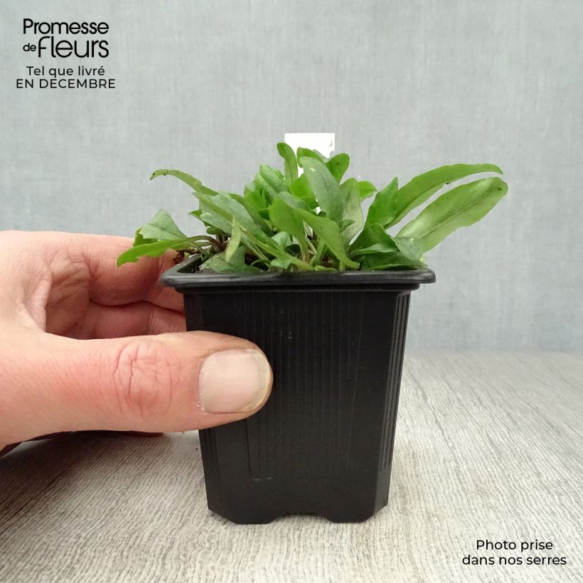 Phlox stolonifera Blue Ridge 8/9 cm pot sample as delivered in winter