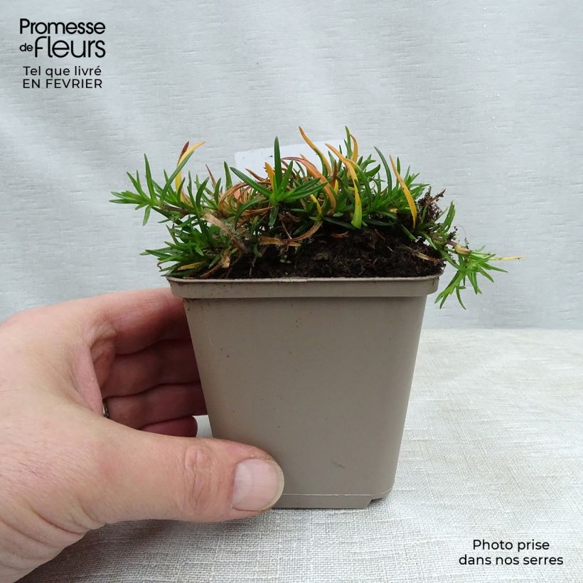 Phlox subulata Cushion Blue 8/9 cm pot sample as delivered in winter