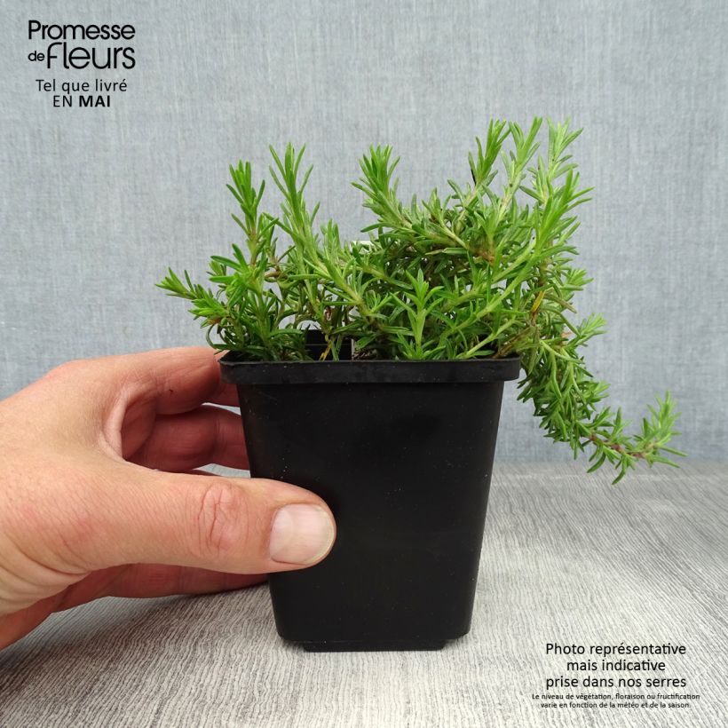 Phlox subulata McDaniels Cushion 8/9 cm pot sample as delivered in spring