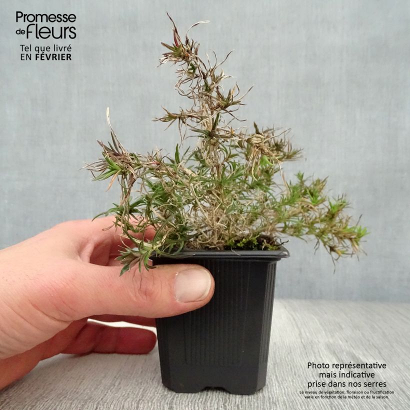 Phlox subulata Purple Beauty 8/9 cm pot sample as delivered in winter