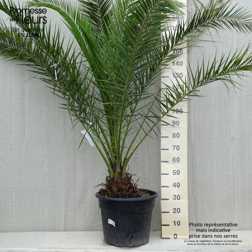 Phoenix canariensis - Canary Island Date Palm 30L/35L pot sample as delivered in spring
