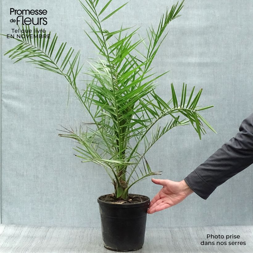 Phoenix canariensis - Canary Island Date Palm 6L/7L pot sample as delivered in autumn