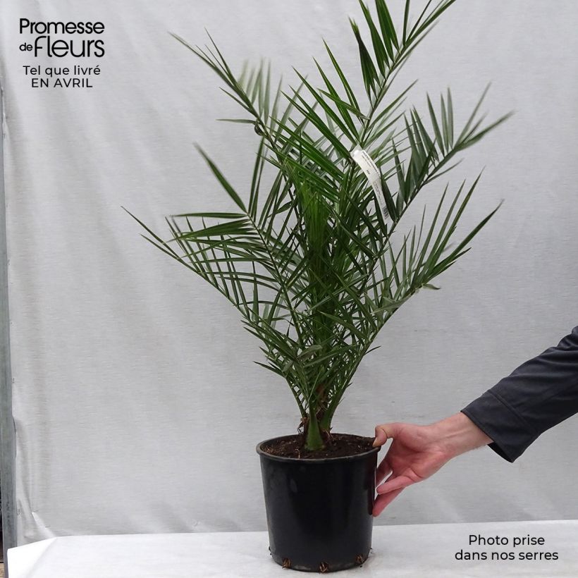 Phoenix canariensis - Canary Island Date Palm 6L/7L pot sample as delivered in spring