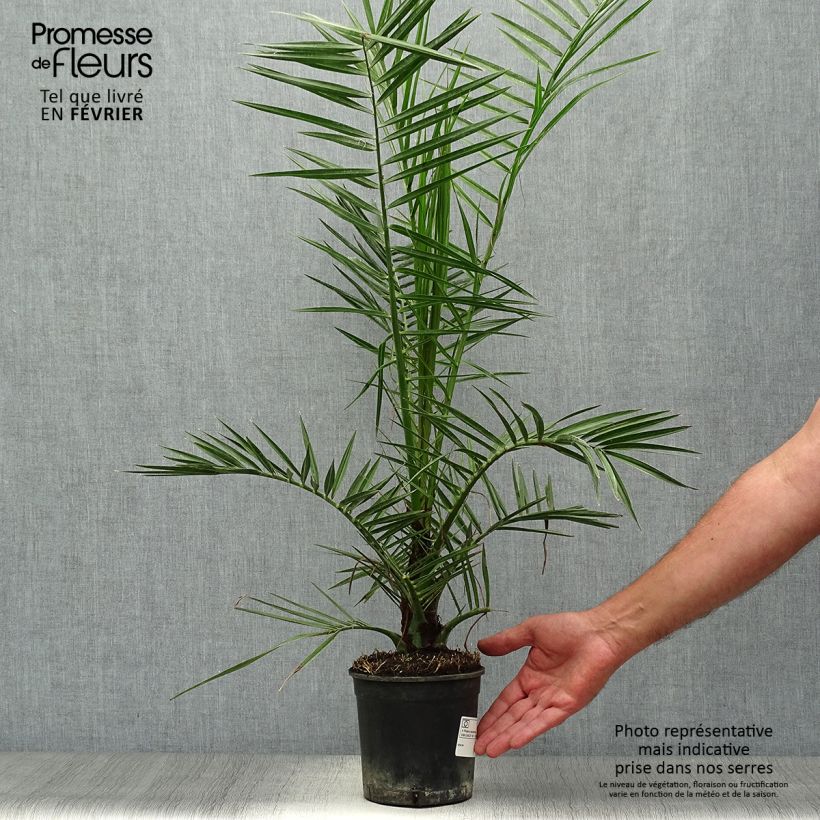 Phoenix canariensis - Canary Island Date Palm 1L/1.5L pot sample as delivered in autumn