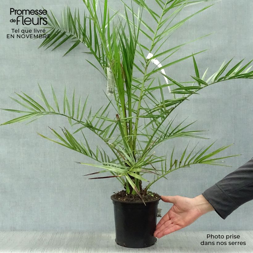 Phoenix canariensis - Canary Island Date Palm 2L/3L pot sample as delivered in autumn