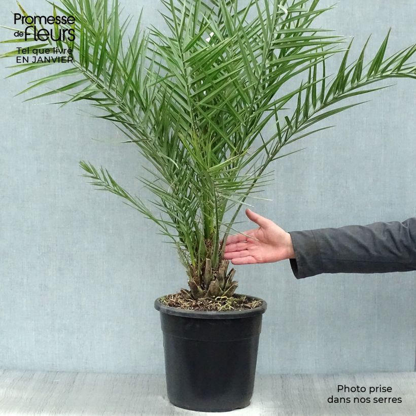 Phoenix dactylifera - Date Palm 7.5L/10L pot sample as delivered in winter