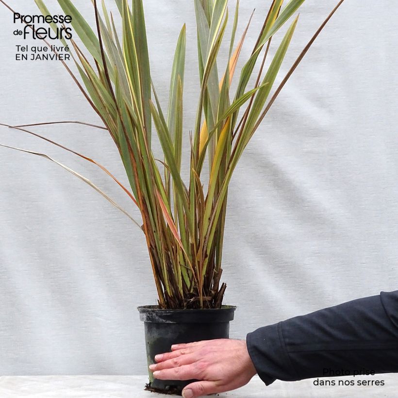 Phormium tenax Alison Blackman - New Zealand Flax 3L/4L pot sample as delivered in winter