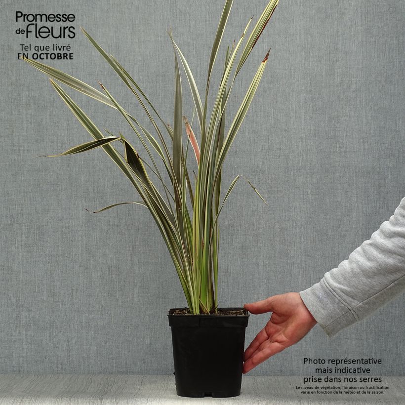 Phormium tenax Alison Blackman - New Zealand Flax 3L/4L pot sample as delivered in autumn