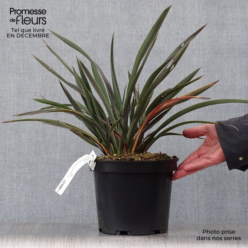 Phormium tenaChocomint - New Zealand Flax 3L/4L pot sample as delivered in winter