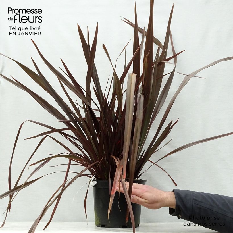 Phormium tenax Dark Delight - New Zealand Flax 4L/5L pot sample as delivered in winter