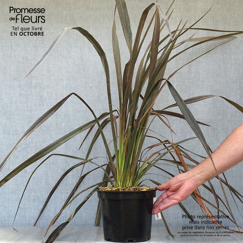 Phormium tenax Dark Delight - New Zealand Flax 4L/5L pot sample as delivered in autumn