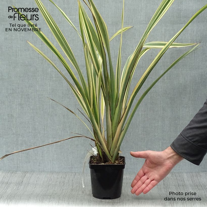 Phormium Golden Ray - New Zealand Flax 2L/3L pot sample as delivered in autumn