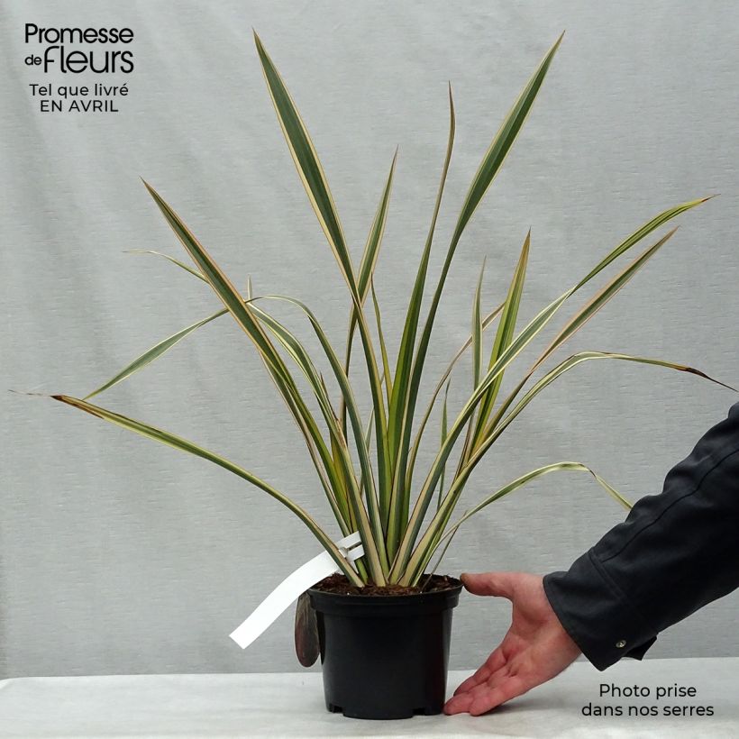 Phormium Golden Ray - New Zealand Flax 2L/3L pot sample as delivered in spring