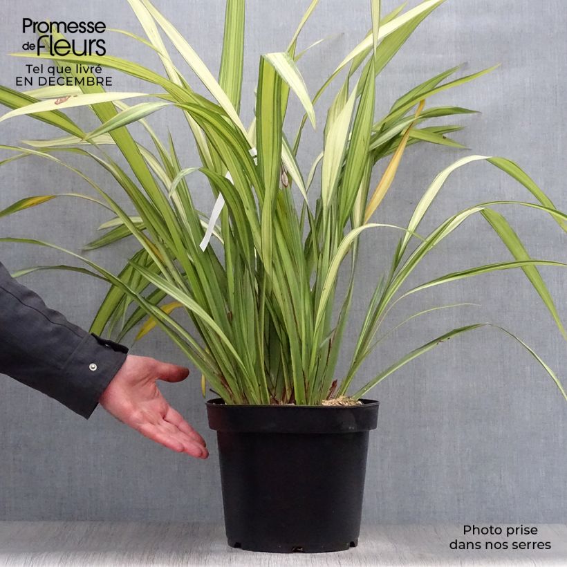 Phormium Golden Ray - New Zealand Flax 7.5L/10L pot sample as delivered in winter