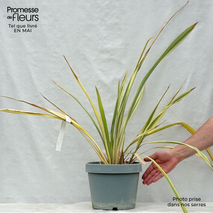 Phormium Golden Ray - New Zealand Flax 7.5L/10L pot sample as delivered in spring