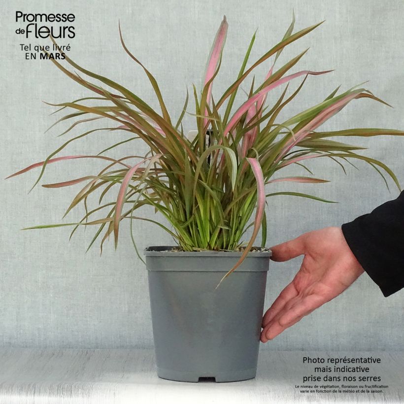 Phormium Jester - New Zealand Flax 3L/4L pot sample as delivered in spring