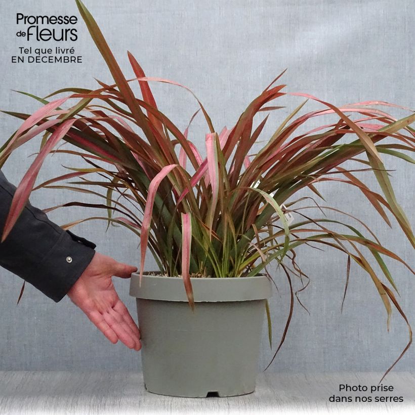 Phormium Jester - New Zealand Flax 7.5L/10L pot sample as delivered in winter