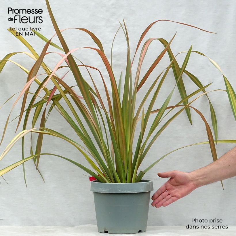 Phormium Jester - New Zealand Flax 7.5L/10L pot sample as delivered in spring