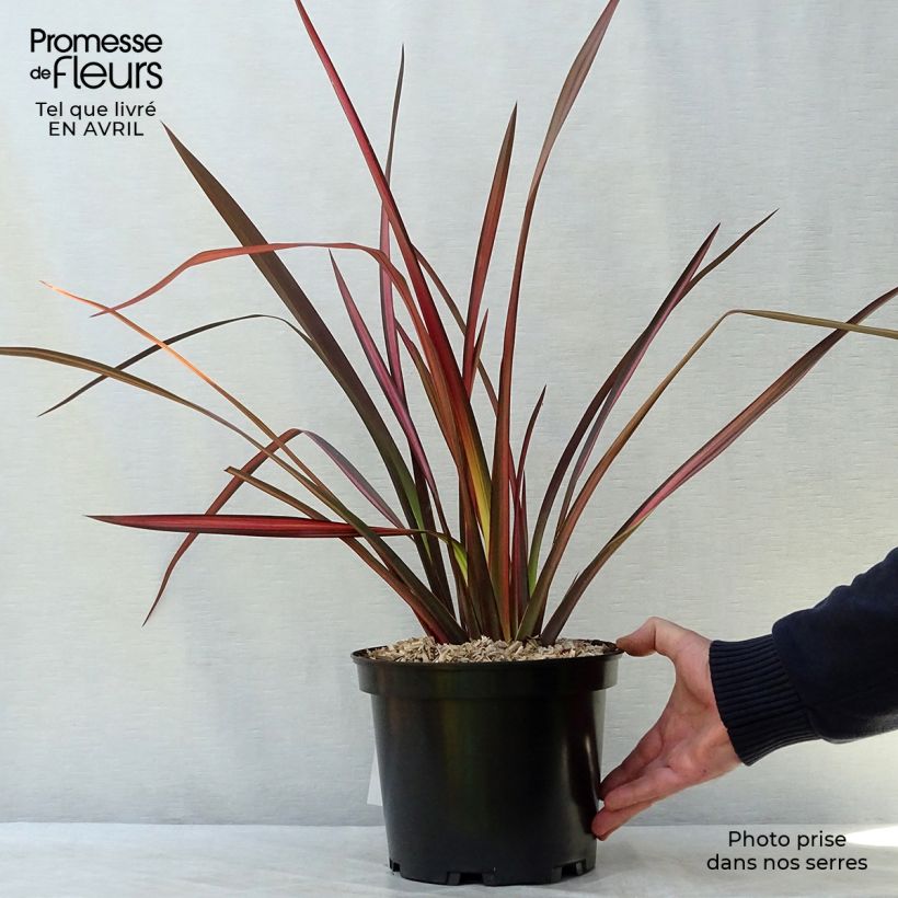 Phormium  tenax Margaret Jones 4L/5L pot sample as delivered in spring