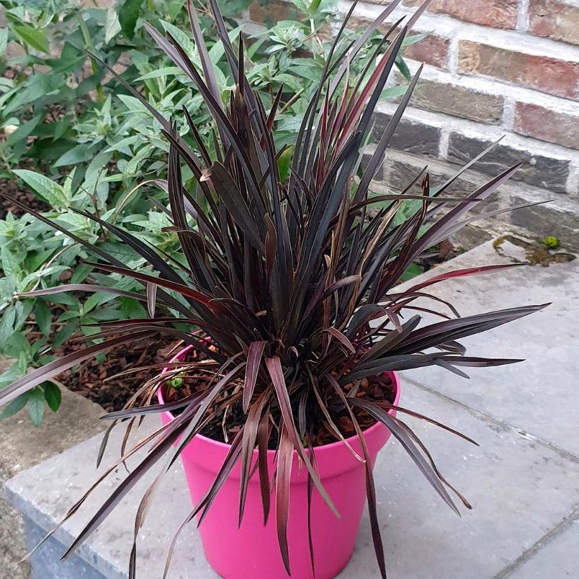 Phormium cookianum Mini Magic  (Plant habit)