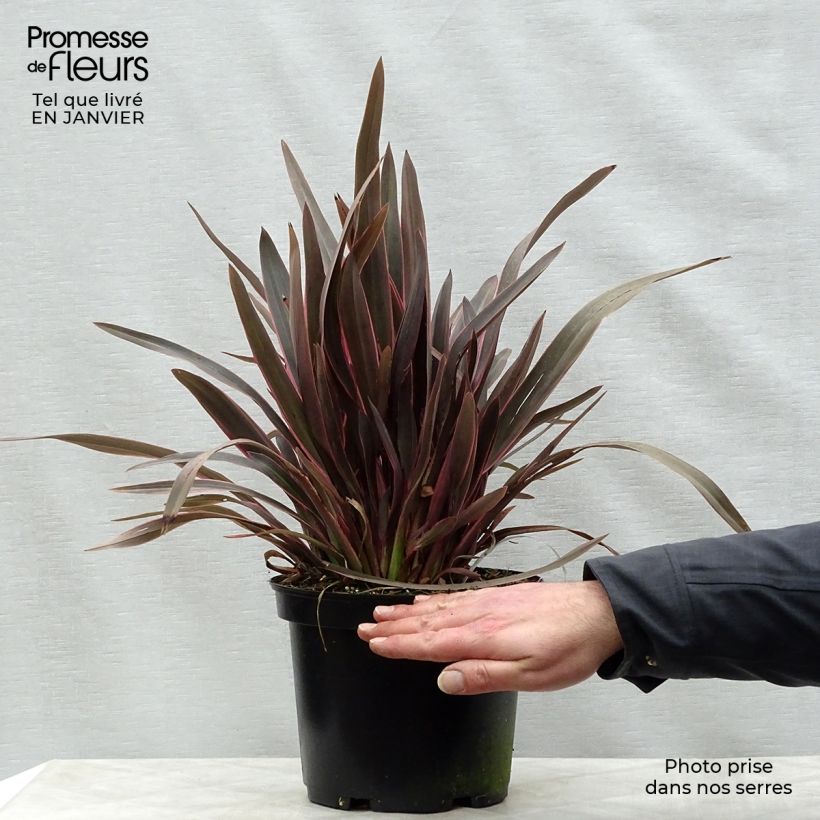 Phormium tenax Pink Panther - New Zealand Flax 2L/3L pot sample as delivered in winter