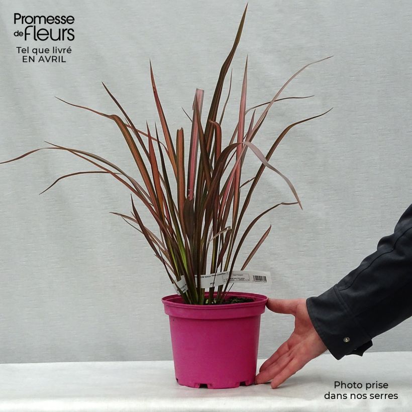 Phormium tenax Pink Panther - New Zealand Flax 2L/3L pot sample as delivered in spring