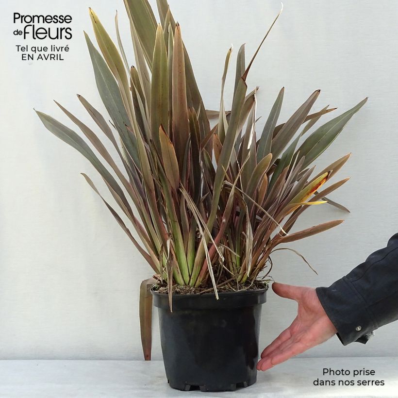 Phormium Pink Stripe - New Zealand Flax 3L/4L pot sample as delivered in spring