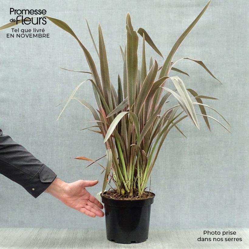 Phormium Pink Stripe - New Zealand Flax 3L/4L pot sample as delivered in autumn
