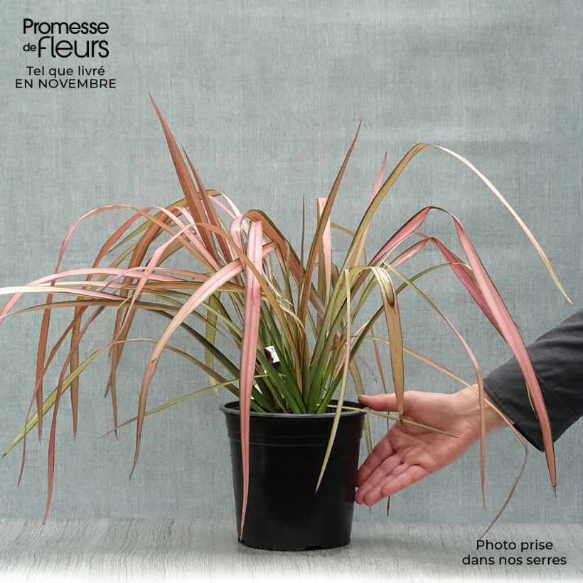Phormium tenax Rainbow Maiden - New Zealand Flax 3L/4L pot sample as delivered in autumn