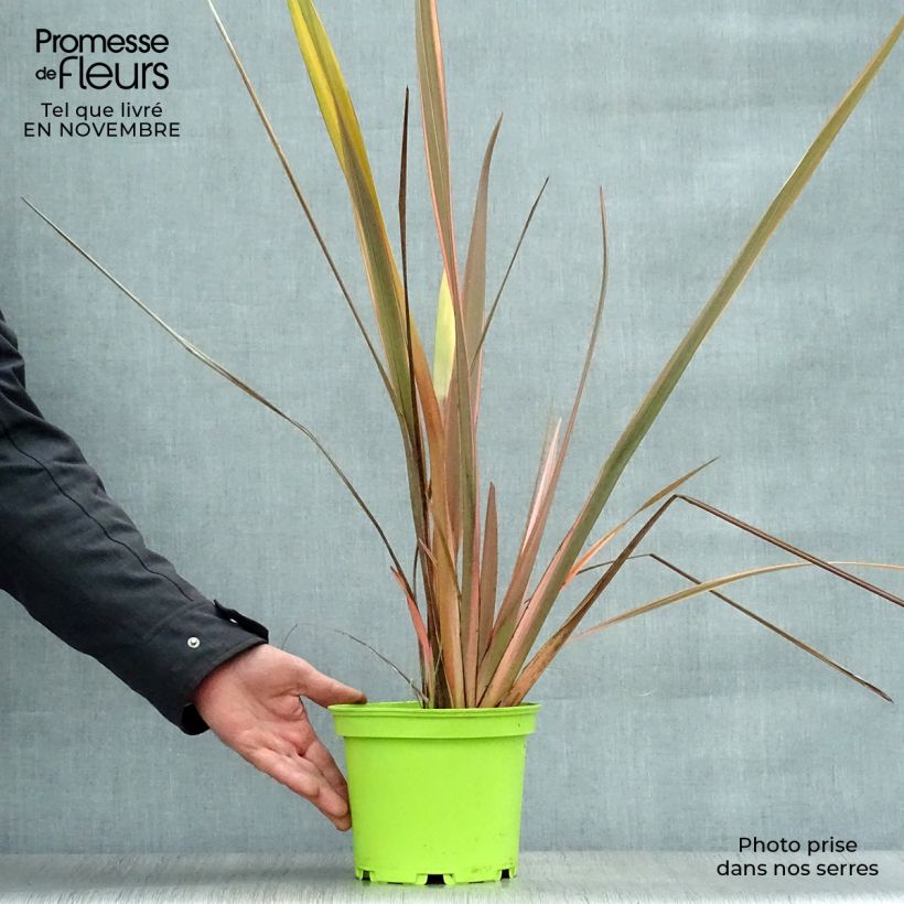 Phormium tenax Rainbow Queen - New Zealand Flax 2L/3L pot sample as delivered in autumn