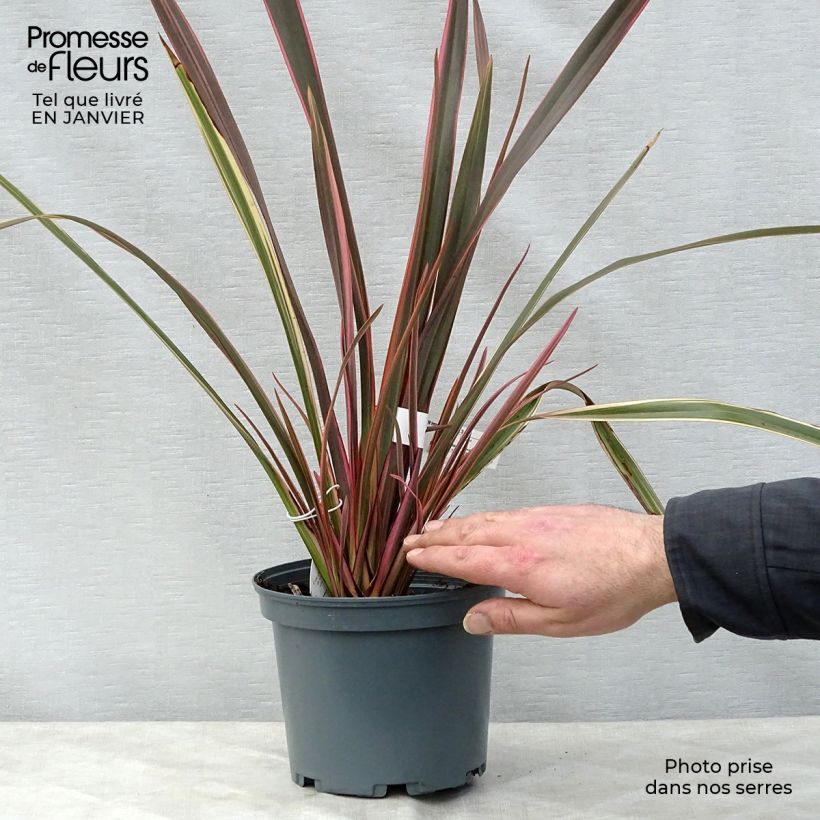 Phormium tenax Rainbow Queen - New Zealand Flax 2L/3L pot sample as delivered in winter