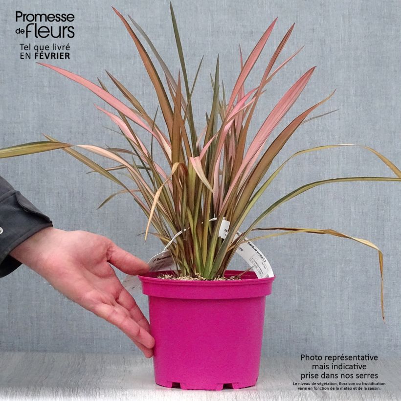 Phormium tenax Rainbow Sunrise - New Zealand Flax 3L/4L pot sample as delivered in winter