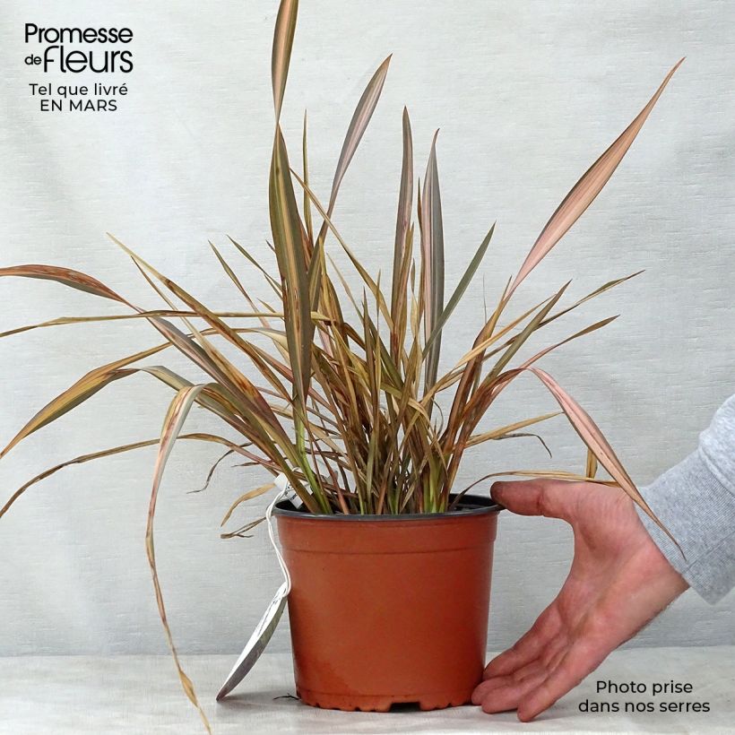 Phormium tenax Rainbow Sunrise - New Zealand Flax 3L/4L pot sample as delivered in spring