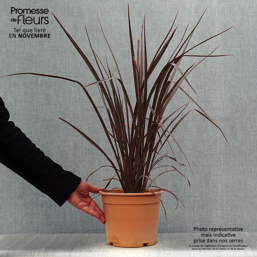 Phormium tenax Special Red - New Zealand Flax 4L/5L pot sample as delivered in autumn
