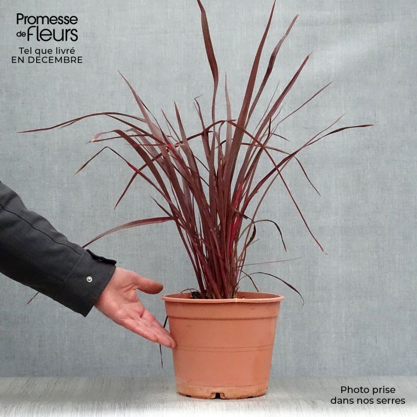 Phormium tenax Special Red - New Zealand Flax 4L/5L pot sample as delivered in winter