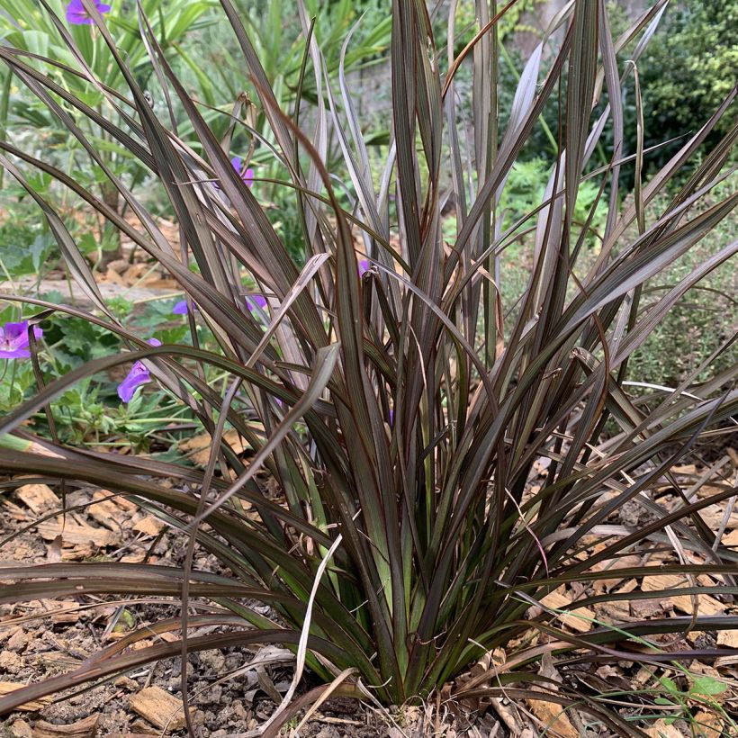 Phormium tenax Special Red - New Zealand Flax (Plant habit)