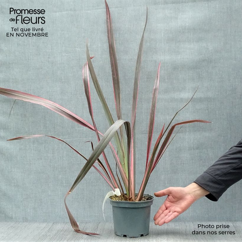 Phormium tenax Sundowner - New Zealand Flax 2L/3L pot sample as delivered in autumn