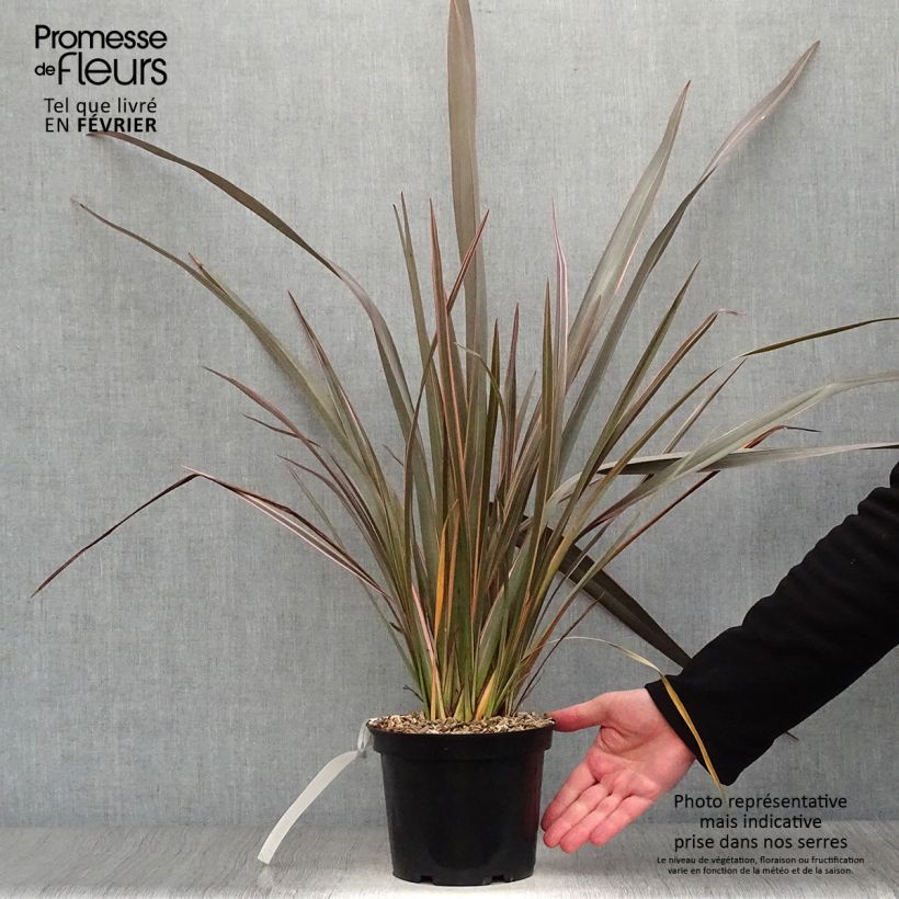 Phormium tenax Sundowner - New Zealand Flax 2L/3L pot sample as delivered in winter